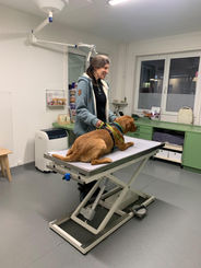 Ein Hund beim Training in einer Tierarztpraxis