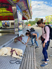 Mehrere Hunde liegen auf einem Metalluntergrund