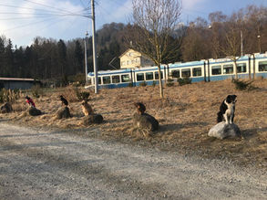 Mehrere Hunde sitzen nebeneinander auf jeweils einem grossen Stein