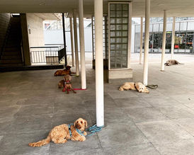 Mehrere Hunde liegen beim Hundetraining auf dem Boden