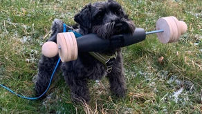 Bringe deinem Hund das Apportieren und Fuss laufen (Heelwork) bei