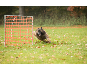 hoopers-agility-hund-umrundet-gate