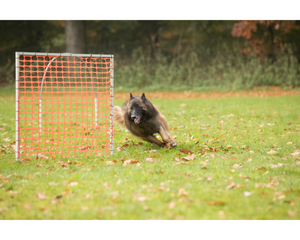 Ein Hund umrundet eine Gitterwand beim Hoopers Training