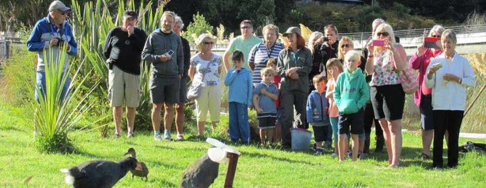 Takahe, Te Anau Bird Sanctuary, Luxe Tours NZ