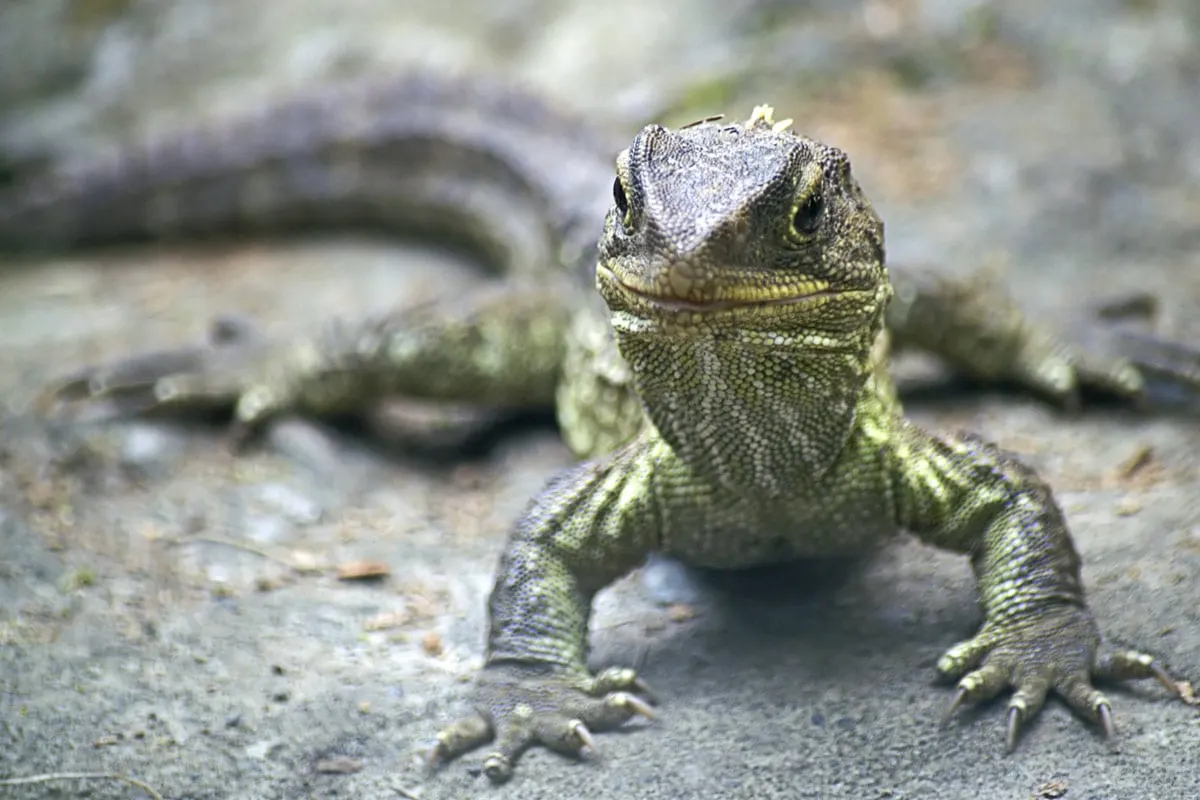 Tuatara Milford Sound, New Zealand