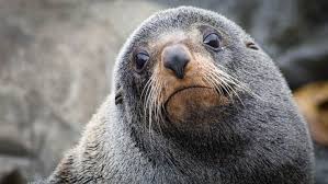 Fur Seal Milford Sound