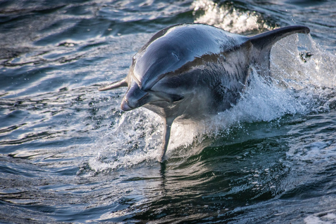 Dolphin in Milford Sound