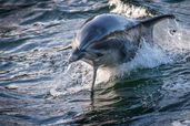 Milford Sound and Doubtful Sound tour