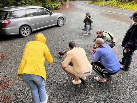 Luxe Tours Milford Sound Tour and Wildlife