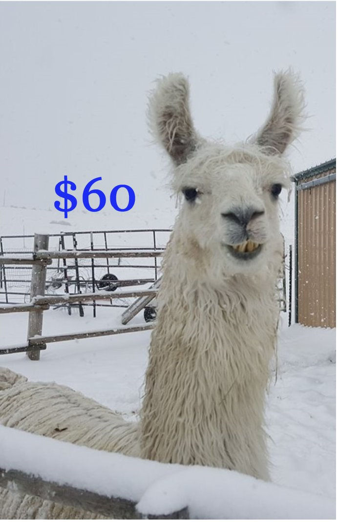 Gift Certificate $60