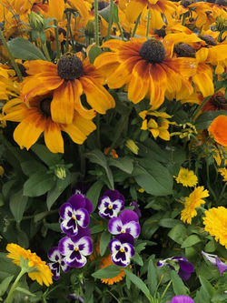Winter Park Gardens pansy and rudbeckia.