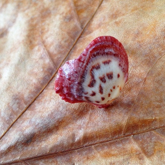 Bague AILE DE PAPILLON en coquillage naturel tons rouges