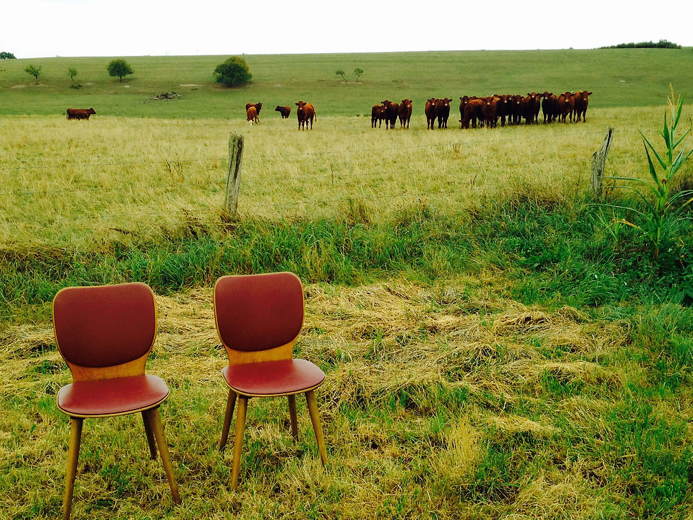 Miniature : Chaises BAUMANN ou Horgen-Glaris, bois et cuir bordeaux