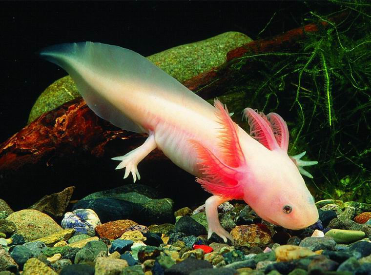 Thumbnail: Sautoir L'AXOLOTL poisson à pattes miniature 