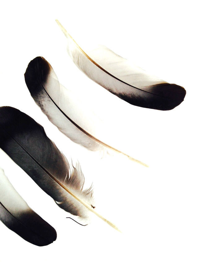 Miniature : Plumes naturelles non traitées pennes couleur gris noir lot de 5