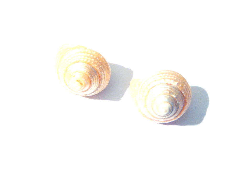 Thumbnail: Puces d'oreilles COQUILLAGES NACRÉS pics cuivrés
