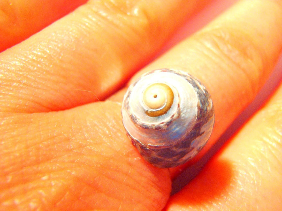Thumbnail: LA DÉLICATESSE Bague coquillage gris nacré, anneau ajustable argenté