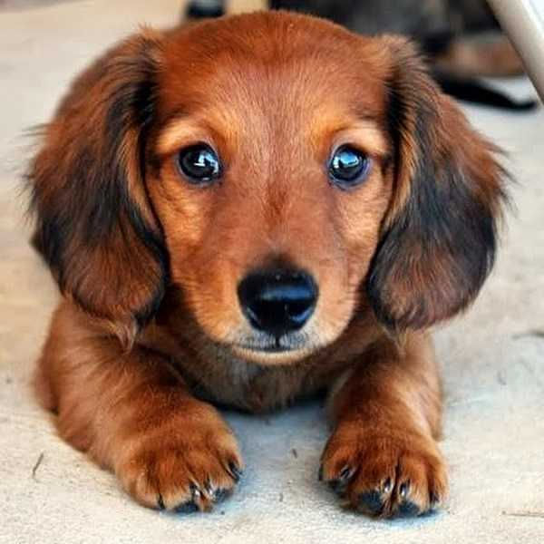 Thumbnail: Boucles d'oreilles LE P'TIT DOGGY, chien mignon