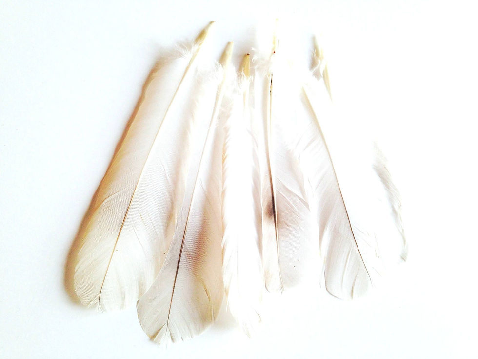 Miniature : Lot de 6 grandes plumes blanches naturelles, non traitées, pennes de colombe