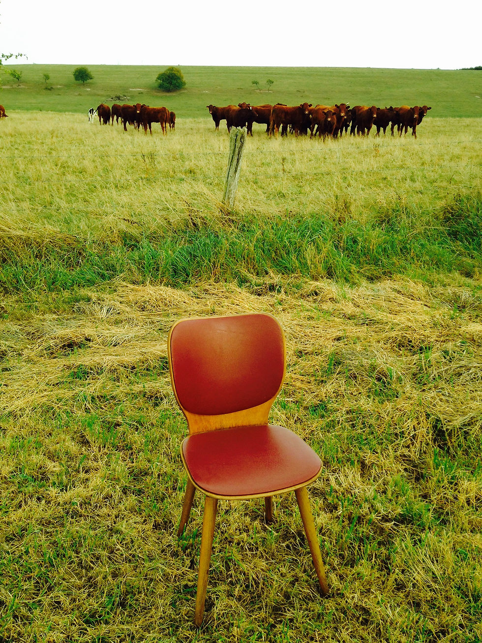 Miniature : Chaises BAUMANN ou Horgen-Glaris, bois et cuir bordeaux