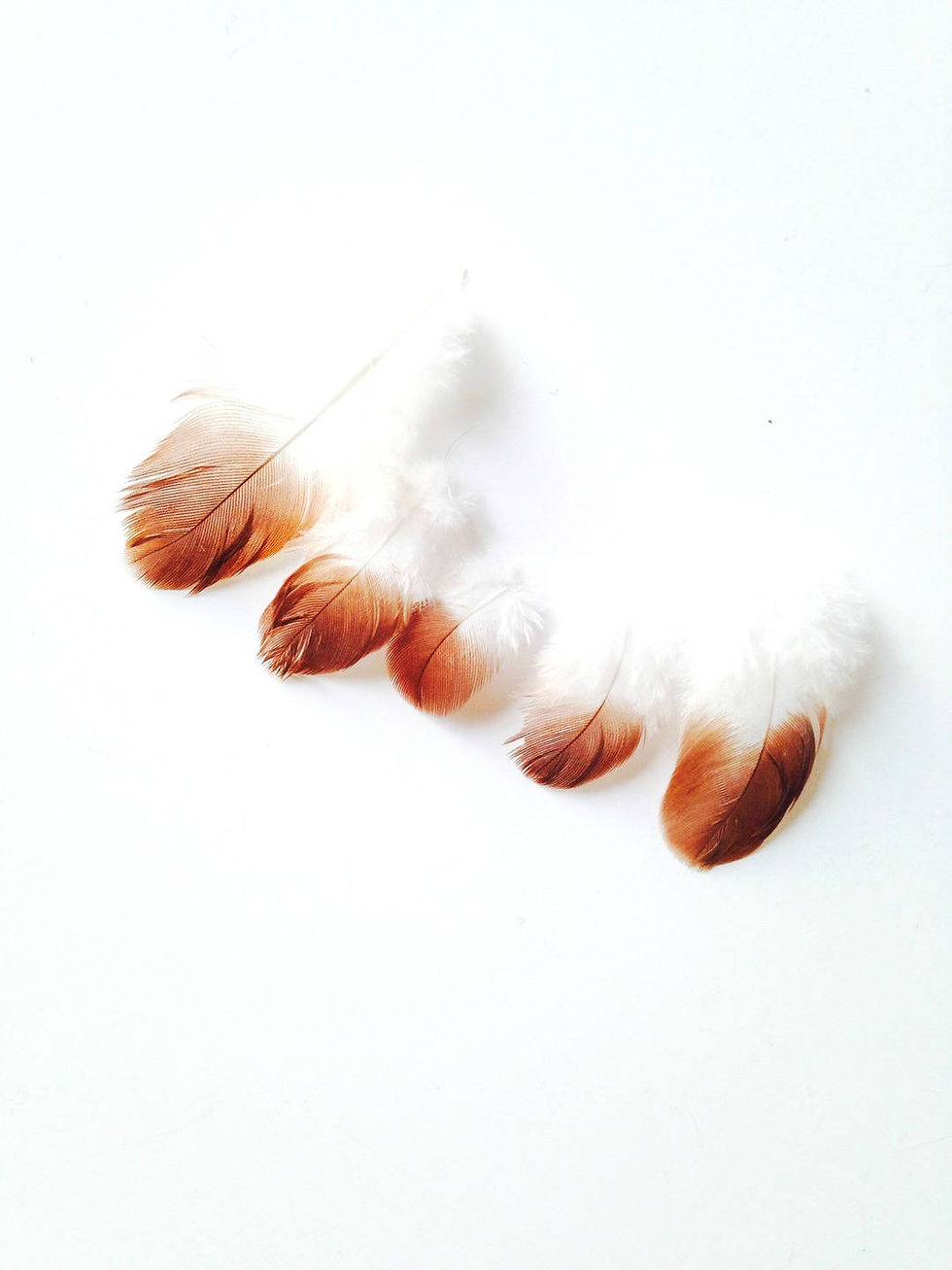 Miniature : 5 petites plumes bicolores, soyeuses, BLANC MARRON caramel pour customisation
