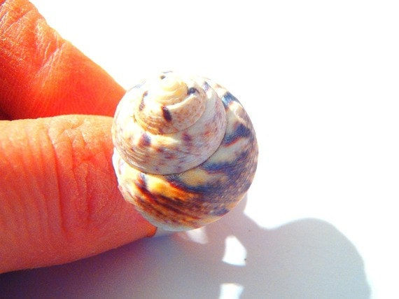 Thumbnail: Bague LE PYTHON coquillage naturel qui ressemble à un serpent python
