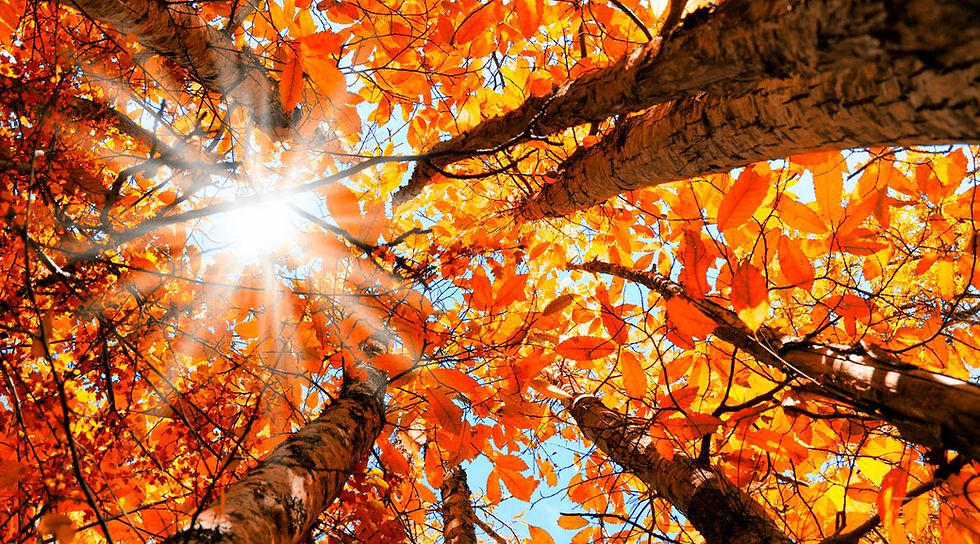 Miniature : Table dorée KLIMT forêt en automne détails dorés ajoutés