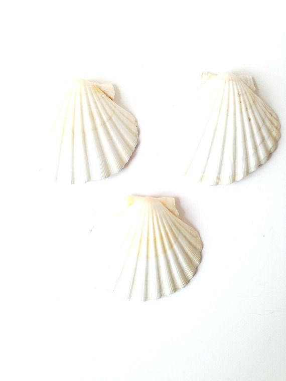 Thumbnail: Coquillages ART DÉCO décoration,  porte - bijoux