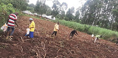 Vanis garden planting.jpg