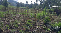 Vanis garden before.jpg