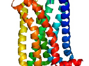 Endocannabinoid Receptors