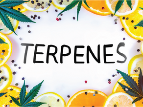 Cannabis Strains and the Effect of Terpenes
