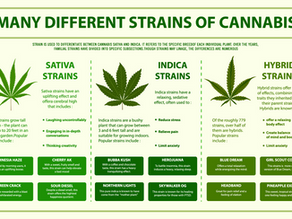 Terpenes and Cannabis Strains