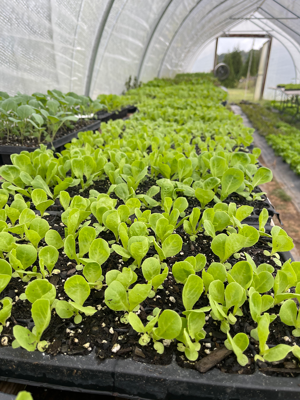 Farming Class 2 - Plant, Protect & Maintain Crops