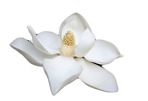 Pristine%20magnolia_edited.png