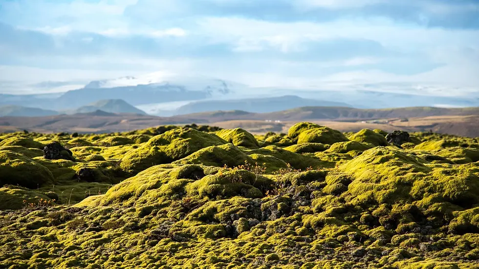eldhraun_lava_field_with_moss_527ff06373.webp