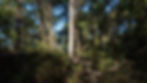 Light tree