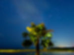 Night tree