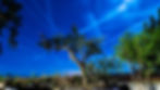 tree at night