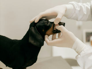 The Complete Pet Owner's Guide to Different Teeth Cleaning Methods