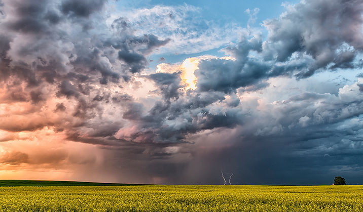 Alberta Canola Field South of Carstairs