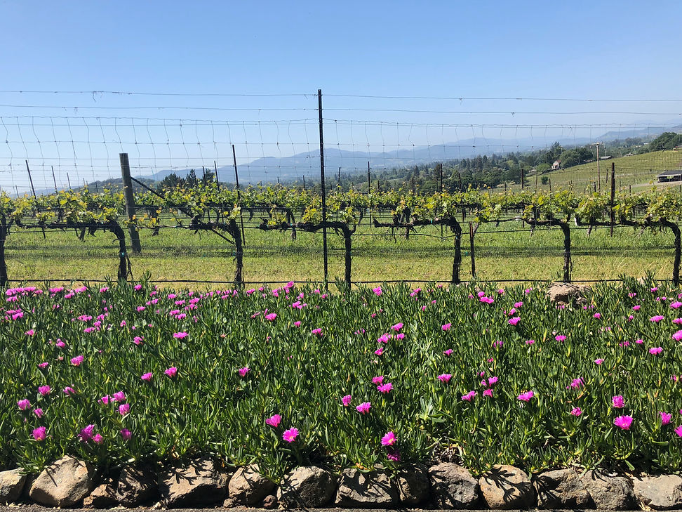 Flowers blooming in the vineyard