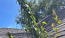 big-mike-gutters-966
