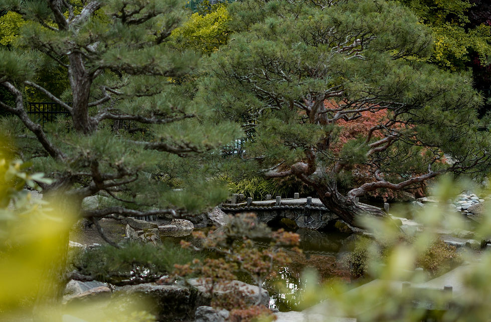 a view of japanese garden with miniature trees