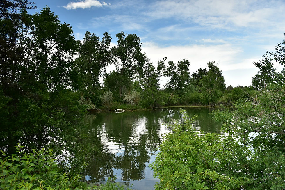 a calm lake reflects trees under a cloudy sky