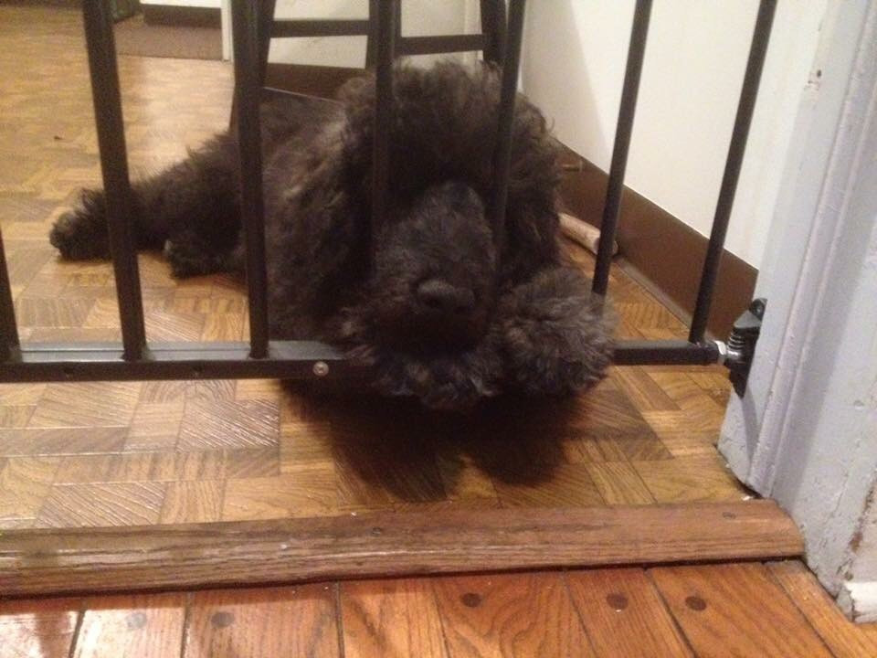 Puppy jail.