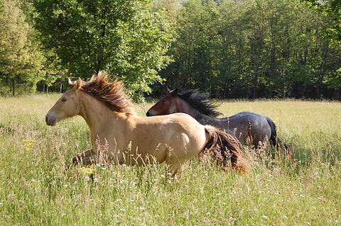 Les chevaux du sourire séjour bien être 