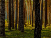 SONAE ARAUCO PRODUCTS RETAIN CO2