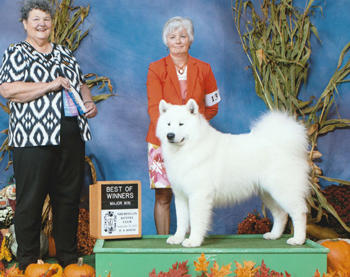GCH NordicHobbyHorse Puttin on Airs