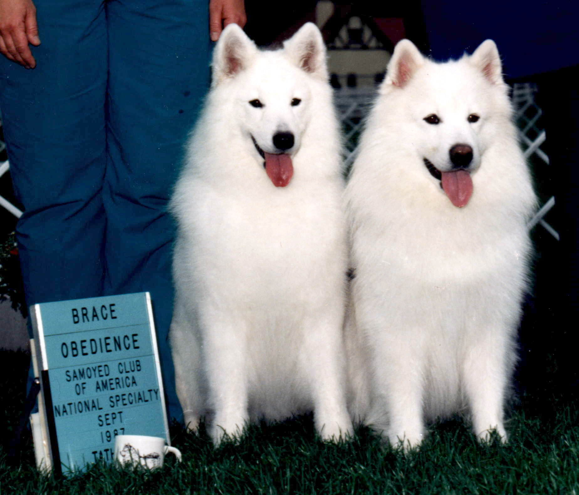 Obedience Brace - Nationals